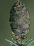 Buy Close-up of a New Black Spruce Cone at AllPosters.com