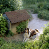 Collie Relaxes Next To Its Doghouse