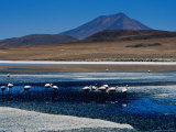Buy Flamingos in Laguna Canapa with Volcan Ollague in Background at AllPosters.com
