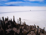 Buy Huge Cacti on Isla De Los Pescadores Above Salar De Uyuni at AllPosters.com