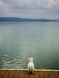 Buy Dog Overlooking Lago Trasimeno at AllPosters.com