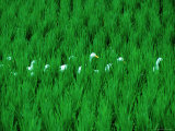 Buy Ducks Walking Through a Padi Field at AllPosters.com