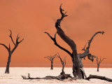 Buy Tree Skeletons on an Alkali Pan and Giant Sand Dune, Dead Vlei at AllPosters.com
