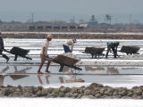 Buy Salt Being Harvested at a Large Factory Near Anda at AllPosters.com