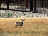 Young Mule Deer in Grass