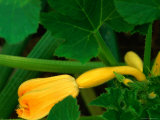 Buy Yellow Crook Neck Squash with Blossom at AllPosters.com