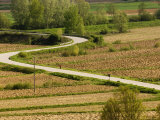 Buy Lone Woman Walks Her Dog Along a Country Road at AllPosters.com