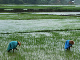 Buy Women Planting Rice Along Road Near Lak Lake, Just North of Dalat at AllPosters.com