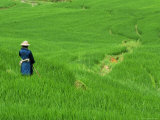 Buy Woman Looking over Valley of Rice Outside Sapa at AllPosters.com