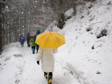 Buy Girl with Yellow Umbrella Walking in Snow and Forest, Jigokudani Monkey Park at AllPosters.com