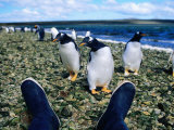 Buy Gentoo Penguins on Shore at AllPosters.com