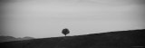 Buy Silhouetted Lone Tree Stands on a Hill, Montone at AllPosters.com