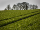 Buy United Kingdom, Cotswald, North Leach, Field with Tractor Marks at AllPosters.com