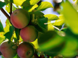 Buy Mcintosh Apples at AllPosters.com