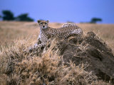 Cheetah Sitting on Termite Mound