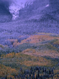 Aspens and Pines with a Dusting of Fresh Snow