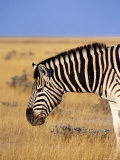 Buy Burchell's Zebra Near Okaukuejo at AllPosters.com
