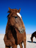 Buy Feral Horses in Garub Pan at AllPosters.com