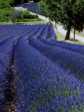 Lavender Field, Provence