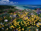 Buy Overhead of Beach and Wildflowers at AllPosters.com
