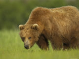 Buy Grizzly Bear Feeding in Meadow at AllPosters.com