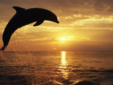 Buy Bottlenose Dolphin Jumping Out of Caribbean Sea at Sunset at AllPosters.com