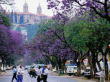 Buy Jacaranda Trees in Bloom, City Street at AllPosters.com