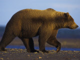 Buy Grizzly Bear Female in Winter Coat on Sea Shore at AllPosters.com