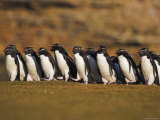 Buy Group of Penguins on the March at AllPosters.com