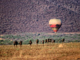 Buy Wildebeests and Hot-Air Balloon at AllPosters.com