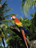 Buy Scarlet Macaw on Branch at AllPosters.com