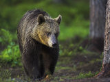 Buy Bear in Woods at AllPosters.com