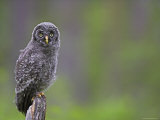 Buy Owl on Stump at AllPosters.com