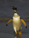 Buy Gentoo Penguin Walking on Landing Beach at AllPosters.com