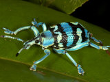 Colourful Weevil, on Leaf