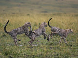 Buy Cheetahs Bounding Through Grassland at AllPosters.com