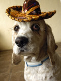 Dog Wearing Sombrero
