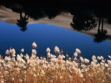 Buy Palm Trees Reflected in the Oasis Water, Sahara Desert at AllPosters.com