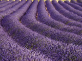 Lavender Field, Provence