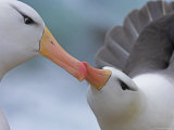 Buy Black-Browed Albatross Courtship Ritual at AllPosters.com