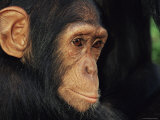 Buy Young Chimpanzee Portrait at AllPosters.com