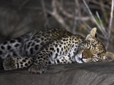 Buy African Leopard Asleep on Rock at Night at AllPosters.com