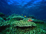 Buy Seascape of Hard Coral Reef and Lionfish at AllPosters.com