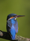 Buy Common Kingfisher on Perch at AllPosters.com