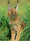 Buy Caracal in Grass at AllPosters.com