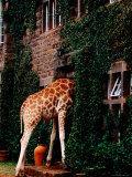 Buy Rothschild's Giraffe Looking for Food, Giraffe Manor at AllPosters.com
