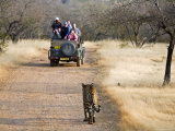 Young Male Bengal Tiger Walking Towards Jeep Full of Camera-Toting Tourists