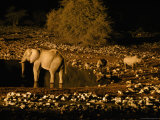 Buy Elephants and Rhinoceroses Drinking at Watering Hole at AllPosters.com