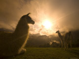 Buy Llama and Clearing Mist Along Inca Trail at AllPosters.com