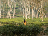 Buy Young Girl Walks Through Tea Plantation Outside of Srimangal at AllPosters.com